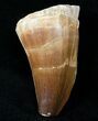 Fossil Mosasaur Tooth #12441-1